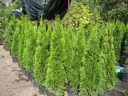 Туя, туя киев купить, цена туи в Киеве, живая изгородь