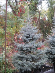 Ель. Голубая ель. Голубая ель Киев купить. Ели голубыe,  голубая ель це