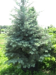 Пихта.Пихта Киев купить.Пихта Киев продажа.Пихта корейская.