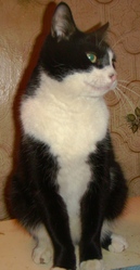 Котик в хорошие руки