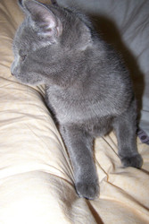 Котик русской голубой