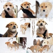 Забавные девчонки-щенульки в добрые руки