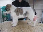 Продаются щенки Алабая.