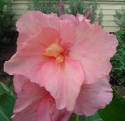 Посадочный материал эксклюзивных канн