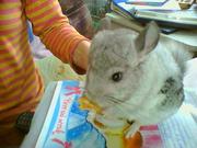 Шиншилла Белый Вильсон мозаика девочка