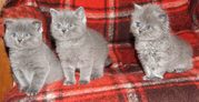 Шотландские прямоухие котята