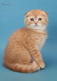 продаются вислоухие и прямоухие шотландские котята