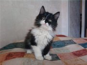 Малышка Бонни в хорошие руки