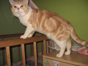 Шотландский прямоухий кот-грандинтерчемпион