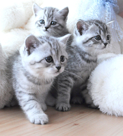 Милые мордашки-Шотландские клубные котята