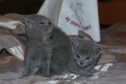 Котята русской голубой