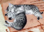 Вискасные котята