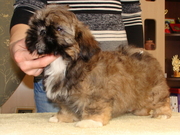 ши-тцу щенки из питомника, Беларусь