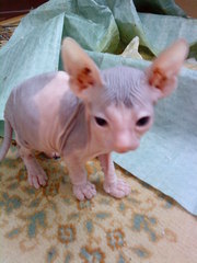 котята  донского сфинкса возраст 