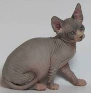 продам котят сфинксов