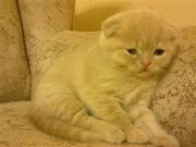 Забавные шотландские вислоухие и прямоухие котята ищут любящих хозяев