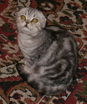 Шотландские вислоухие и прямоухие котята от титулованных родителей