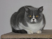 Британские котята на продажу