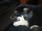 Щенок с приданым, в хорошие руки