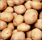 Семенной картофель продажа в Украине,  семенной картофель купить цена
