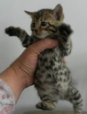 Бенгальские котята леопардового и мраморного окраса