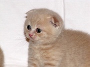 Короткошерстные шотландчики