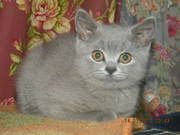 Голубая кошечка 1600грн