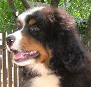 Перспективный щенок бернского зенненхунда,  Любой