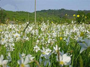 туры закарпатье на майские, туры в долину нарциссов, тур берегово