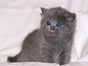 Плюшевые бриташечки