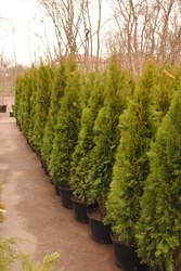  Туя, туя киев купить, живая изгородь, колоновидная туя
