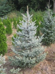 Ель,  голубая ель Киев купить,  продажа голубой ели,  хвойные растения