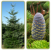 Пихта Киев купить,  Пихта корейска,  хвойные растения