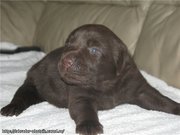 Щенки лабрадора шоколадного окраса от Чемпиона Франции
