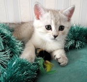 Нас осталось двое! Спешите,  только здесь и только сейчас...