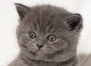 Британская девочка. Потенциальный шоу-класс