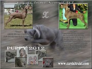 Щенки веймаранера (Веймарская легавая) Poland,