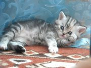Прямоухая девочка Иви Черная мраморная черепаха