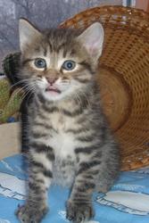 курильский бобтейл