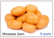 Минерва по акционной цене -5грн/кг.!