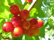 Саженцы кизила