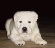 Продается шенок породы алабай. Недорого