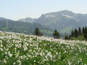 туры в долину нарциссов, отдых на майские праздники, закарпатье туры