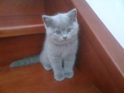 Продам чистокровную британскую кошечку