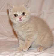 Кремовая шотландская девочка