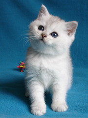 Британская серебристая шиншилла