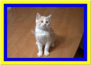 Кремовые британские котята биколор