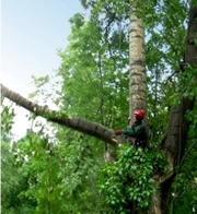 Удаление деревьев Киев. 063 766 10 24  Кронирование,  обрезка деревьев.