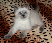 Шотландский плюшевый котенок окраса БЛЮ ПОИНТ