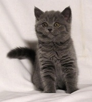 Перспективная бриточка